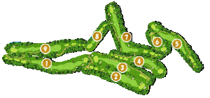 コース全体俯瞰図