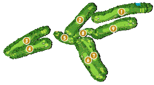 コース全体俯瞰図