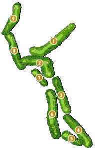 コース全体俯瞰図