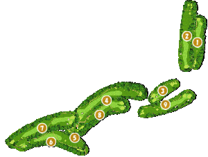 コース全体俯瞰図