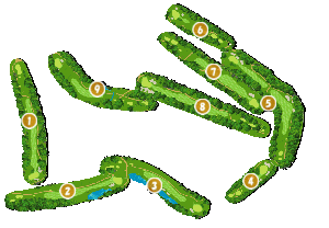 コース全体俯瞰図