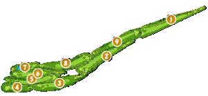 コース全体俯瞰図