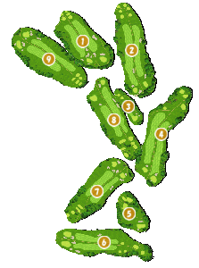 コース全体俯瞰図