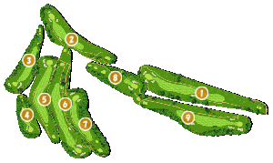 コース全体俯瞰図