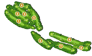 コース全体俯瞰図